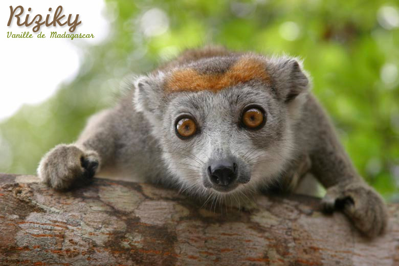 achat-gousses-vanille-bourbon-de-madagascar-belgique